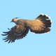 A crested pigeon in flight. Primary feathers are spread and the narrow eighth primary is visible. (Image: Geoffrey Dabb)
